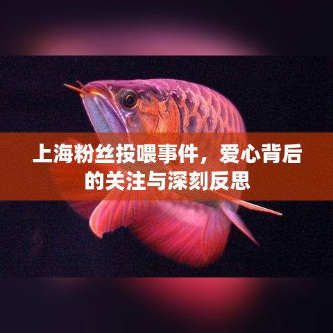 上海粉絲投喂事件，愛心背后的關(guān)注與深刻反思