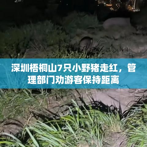 深圳梧桐山7只小野豬走紅，管理部門勸游客保持距離