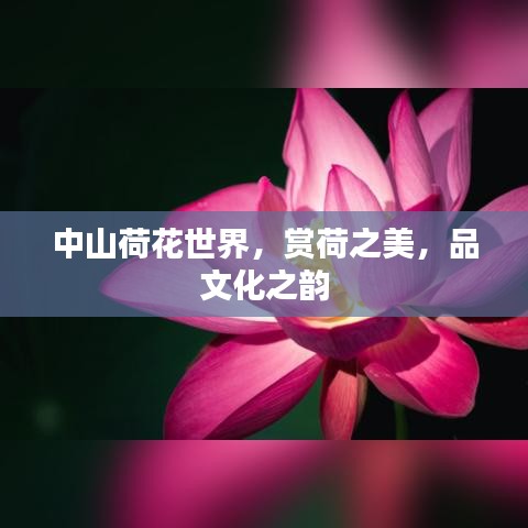 中山荷花世界，賞荷之美，品文化之韻