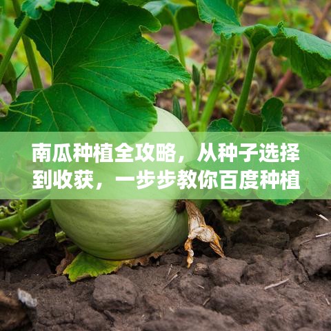 南瓜種植全攻略，從種子選擇到收獲，一步步教你百度種植技巧