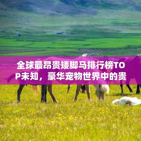 全球最昂貴矮腳馬排行榜TOP未知，豪華寵物世界中的貴族馬種