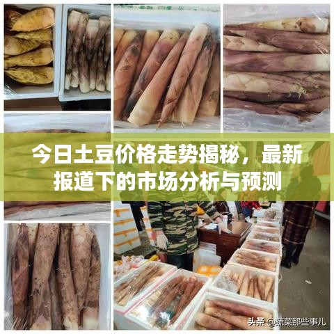 今日土豆價格走勢揭秘，最新報道下的市場分析與預(yù)測