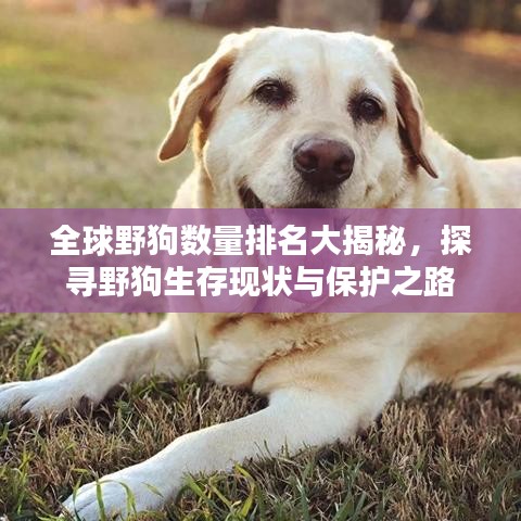 全球野狗數(shù)量排名大揭秘，探尋野狗生存現(xiàn)狀與保護之路