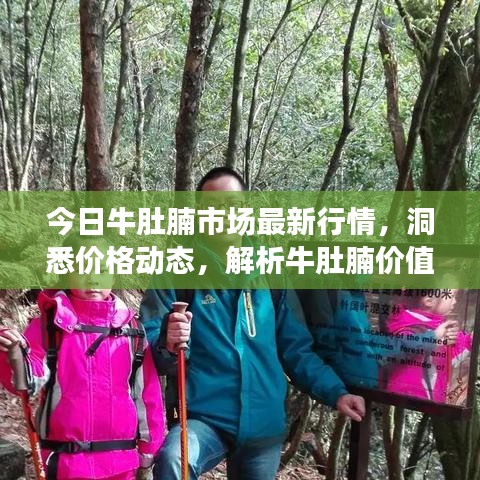 今日牛肚腩市場最新行情，洞悉價格動態(tài)，解析牛肚腩價值揭秘