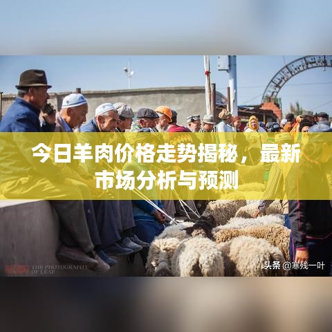 今日羊肉價(jià)格走勢揭秘，最新市場分析與預(yù)測