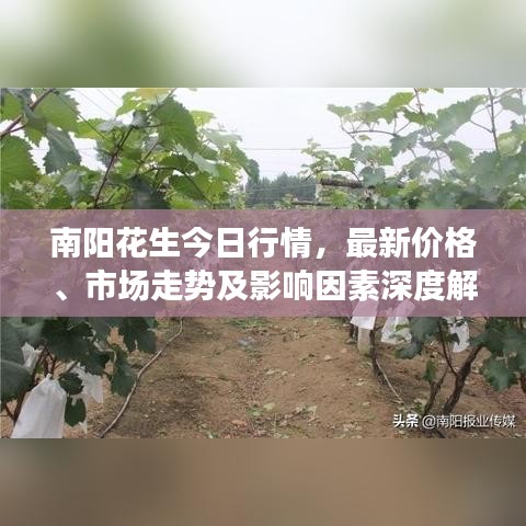 南陽(yáng)花生今日行情，最新價(jià)格、市場(chǎng)走勢(shì)及影響因素深度解析