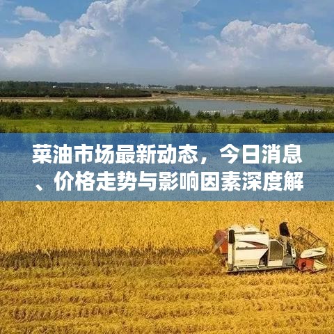 菜油市場最新動態(tài)，今日消息、價格走勢與影響因素深度解析