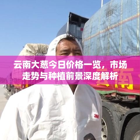 云南大蔥今日價(jià)格一覽，市場(chǎng)走勢(shì)與種植前景深度解析