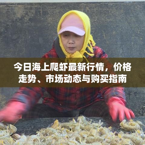 今日海上爬蝦最新行情，價格走勢、市場動態(tài)與購買指南
