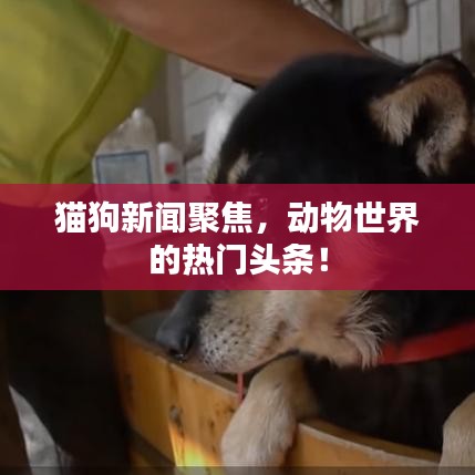 貓狗新聞聚焦，動(dòng)物世界的熱門(mén)頭條！
