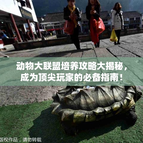 動物大聯(lián)盟培養(yǎng)攻略大揭秘，成為頂尖玩家的必備指南！