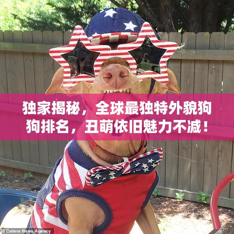 獨家揭秘，全球最獨特外貌狗狗排名，丑萌依舊魅力不減！