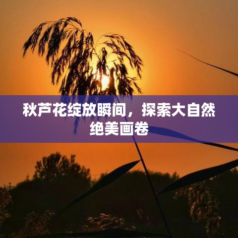 秋蘆花綻放瞬間，探索大自然絕美畫卷