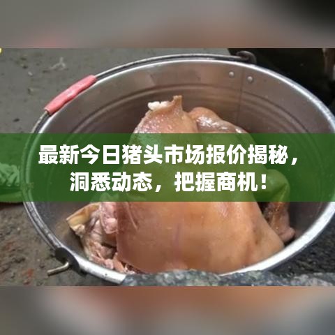 最新今日豬頭市場報價揭秘，洞悉動態(tài)，把握商機！