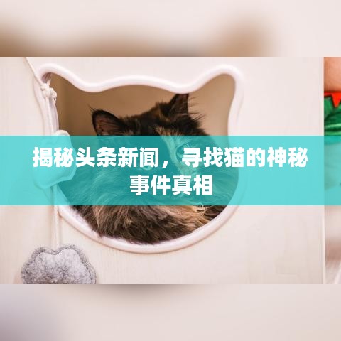 揭秘頭條新聞，尋找貓的神秘事件真相