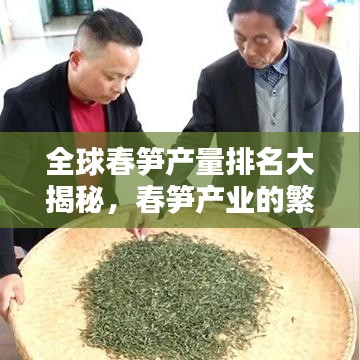 全球春筍產(chǎn)量排名大揭秘，春筍產(chǎn)業(yè)的繁榮與巨大潛力！