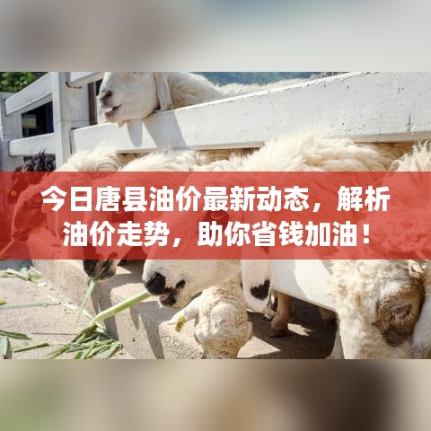今日唐縣油價(jià)最新動(dòng)態(tài)，解析油價(jià)走勢(shì)，助你省錢加油！