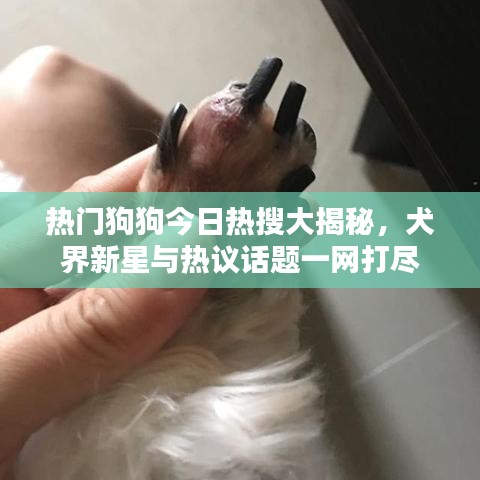 熱門狗狗今日熱搜大揭秘，犬界新星與熱議話題一網(wǎng)打盡