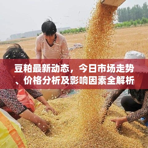 豆粕最新動(dòng)態(tài)，今日市場(chǎng)走勢(shì)、價(jià)格分析及影響因素全解析
