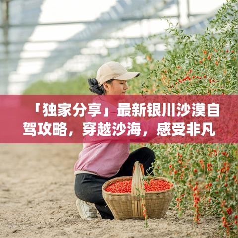 「獨(dú)家分享」最新銀川沙漠自駕攻略，穿越沙海，感受非凡之旅體驗(yàn)