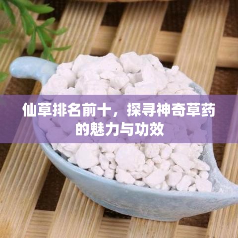仙草排名前十，探尋神奇草藥的魅力與功效