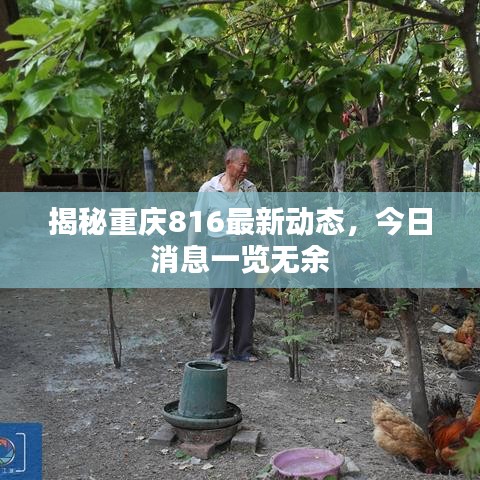 揭秘重慶816最新動態(tài)，今日消息一覽無余