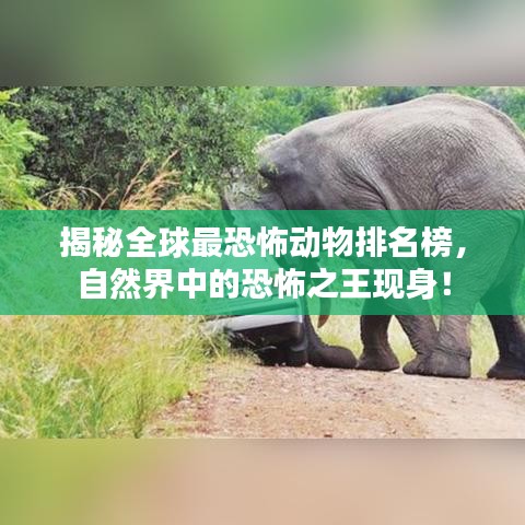 揭秘全球最恐怖動物排名榜，自然界中的恐怖之王現(xiàn)身！