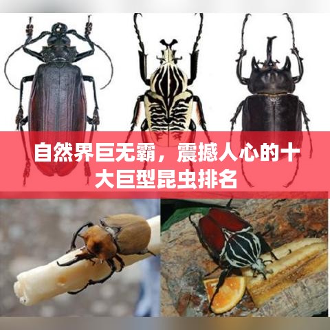 自然界巨無(wú)霸，震撼人心的十大巨型昆蟲排名