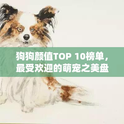狗狗顏值TOP 10榜單，最受歡迎的萌寵之美盤點