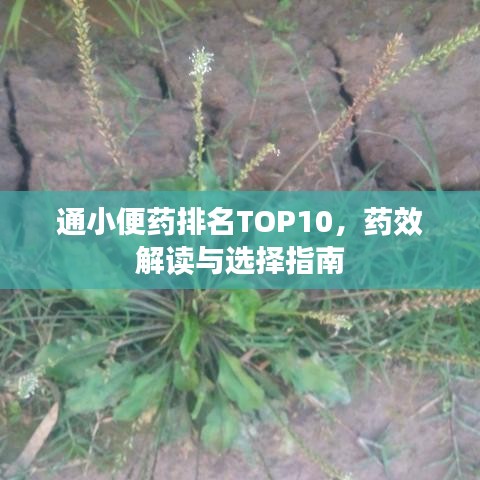 通小便藥排名TOP10，藥效解讀與選擇指南