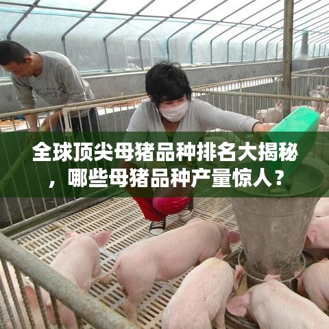 全球頂尖母豬品種排名大揭秘，哪些母豬品種產(chǎn)量驚人？