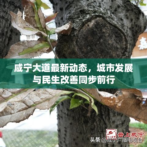 咸寧大道最新動(dòng)態(tài)，城市發(fā)展與民生改善同步前行