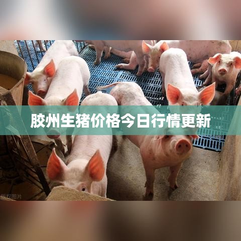 膠州生豬價格今日行情更新