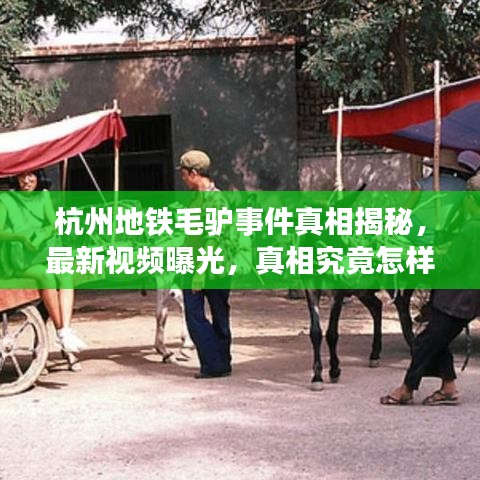 杭州地鐵毛驢事件真相揭秘，最新視頻曝光，真相究竟怎樣？