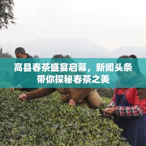 高縣春茶盛宴啟幕，新聞?lì)^條帶你探秘春茶之美