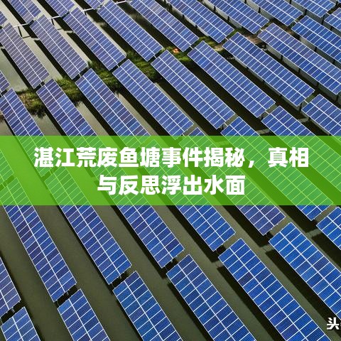 湛江荒廢魚(yú)塘事件揭秘，真相與反思浮出水面