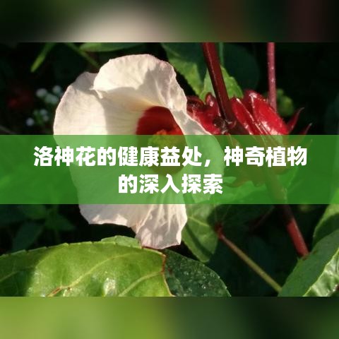 洛神花的健康益處，神奇植物的深入探索