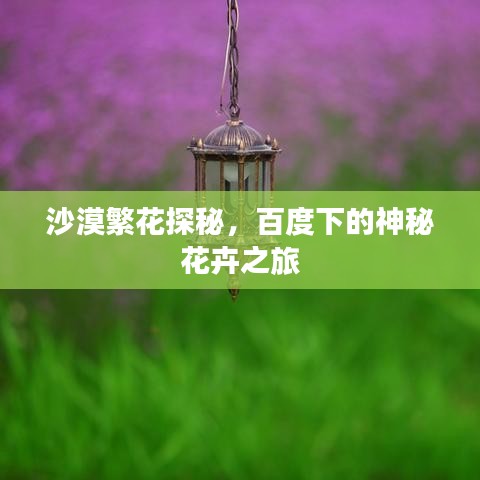 沙漠繁花探秘，百度下的神秘花卉之旅