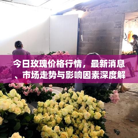 今日玫瑰價(jià)格行情，最新消息、市場(chǎng)走勢(shì)與影響因素深度解析