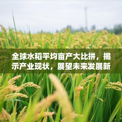 全球水稻平均畝產(chǎn)大比拼，揭示產(chǎn)業(yè)現(xiàn)狀，展望未來發(fā)展新趨勢