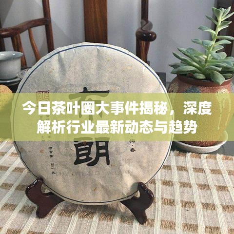 今日茶葉圈大事件揭秘，深度解析行業(yè)最新動(dòng)態(tài)與趨勢(shì)