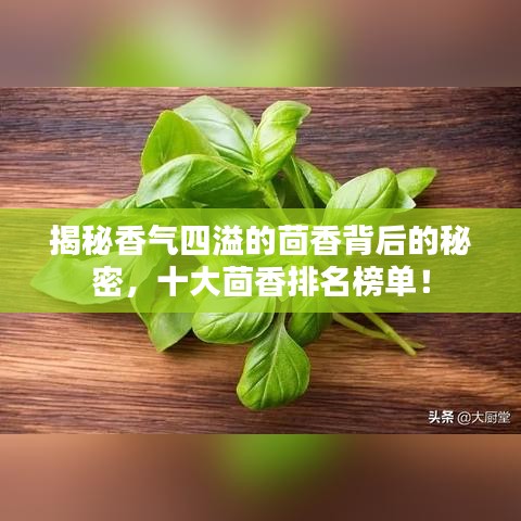 揭秘香氣四溢的茴香背后的秘密，十大茴香排名榜單！