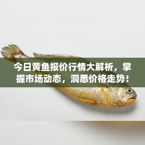今日黃魚報(bào)價(jià)行情大解析，掌握市場(chǎng)動(dòng)態(tài)，洞悉價(jià)格走勢(shì)！