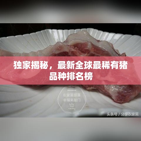 獨(dú)家揭秘，最新全球最稀有豬品種排名榜