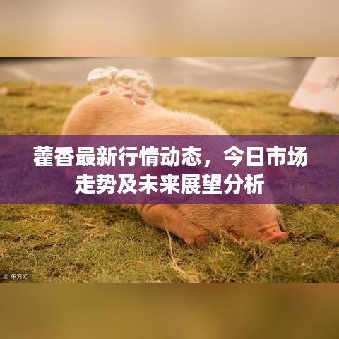 藿香最新行情動態(tài)，今日市場走勢及未來展望分析