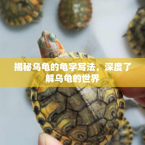 揭秘烏龜?shù)凝斪謱懛ǎ疃攘私鉃觚數(shù)氖澜? width=