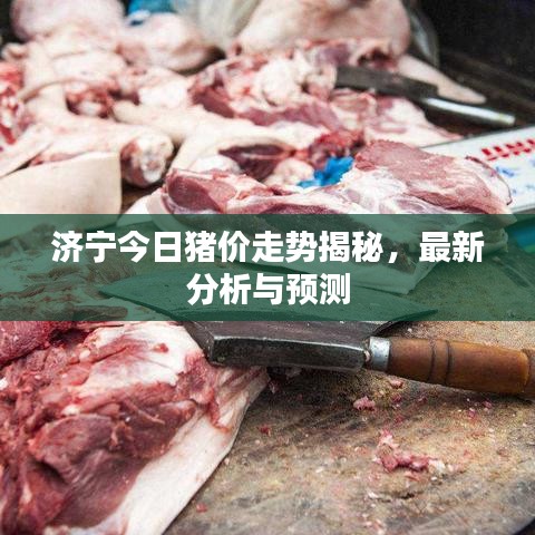 濟(jì)寧今日豬價(jià)走勢(shì)揭秘，最新分析與預(yù)測(cè)