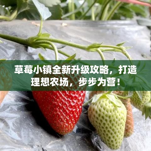 草莓小鎮(zhèn)全新升級攻略，打造理想農(nóng)場，步步為營！