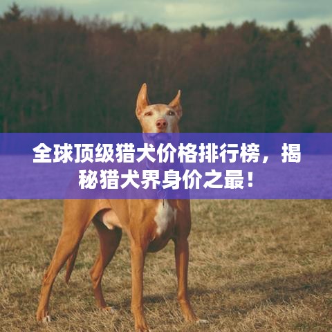 全球頂級(jí)獵犬價(jià)格排行榜，揭秘獵犬界身價(jià)之最！