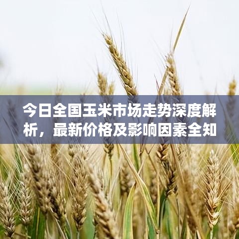 今日全國玉米市場走勢深度解析，最新價格及影響因素全知道（六）